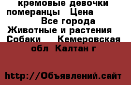 кремовые девочки померанцы › Цена ­ 30 000 - Все города Животные и растения » Собаки   . Кемеровская обл.,Калтан г.